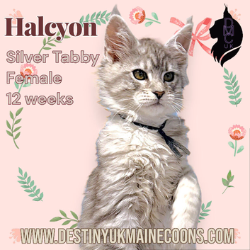 Female Maine Coon Kitten - 12 weeks