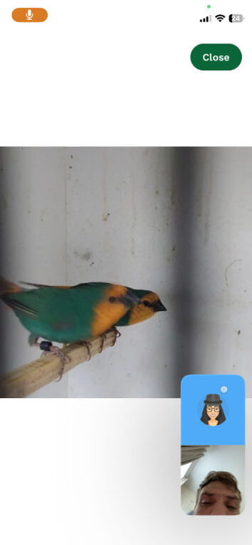 Foreign finches available
