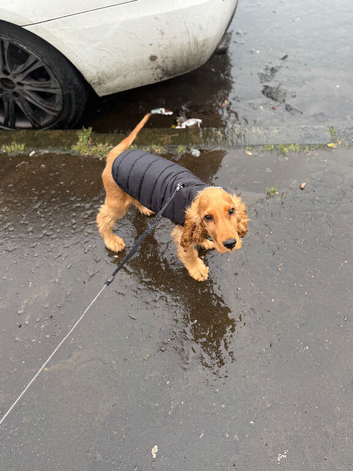 Cocker spaniel, 8 months old.