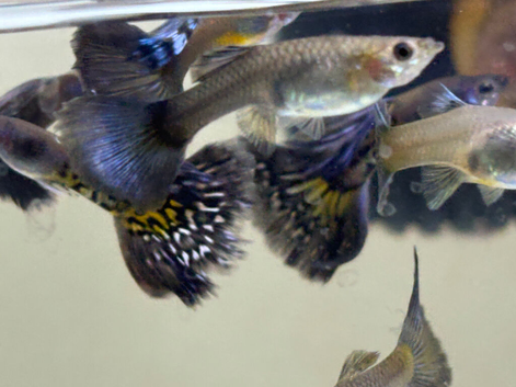 blue dragon guppies (approx 20)
