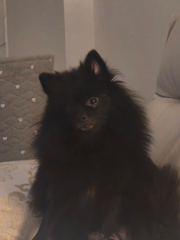 Beautiful male pomeranian