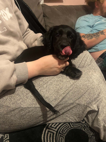 11 week old cocker spaniel bitch