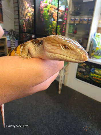 Sweet blue tongue skink