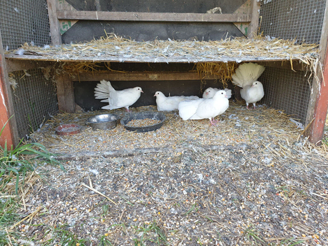 White fantail  doves