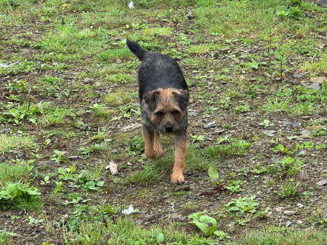 Border terrier bitch 2.5years old