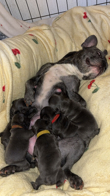 Frenchie pups for sale
