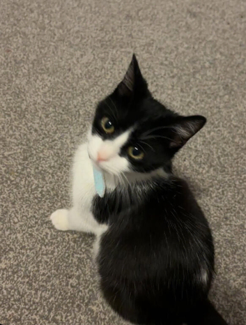 Cat for sale