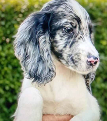 Beautiful cocker spaniels for sale