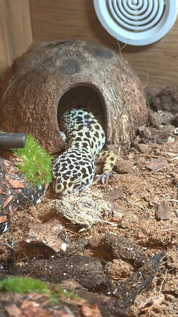 Friendly 2-Year-Old Male Leopard Gecko