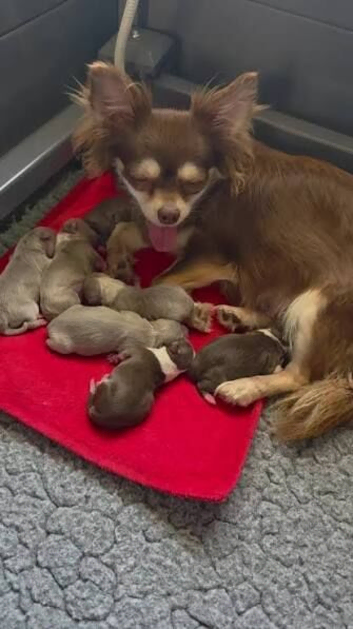 Mesmerizing Chihuahua Boy Ready to Melt Your Heart.
