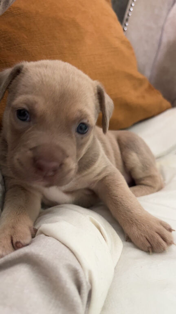 American bully pups