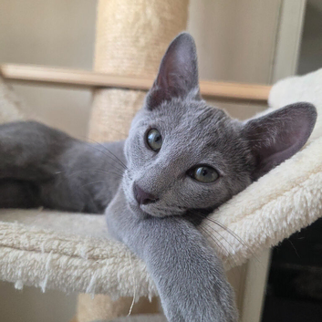 Russian blue