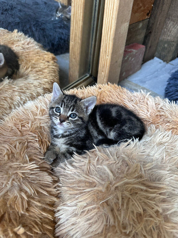 Kitten