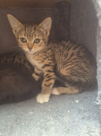 Siamese x kitten