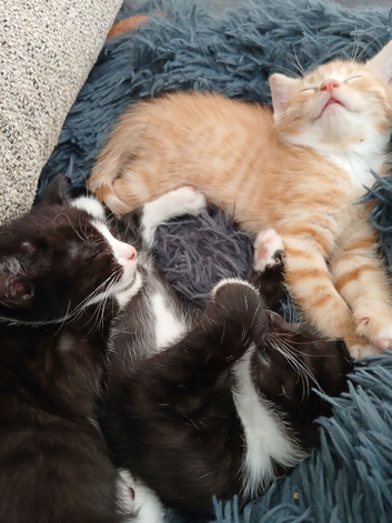 4 kittens looking for there forever homes