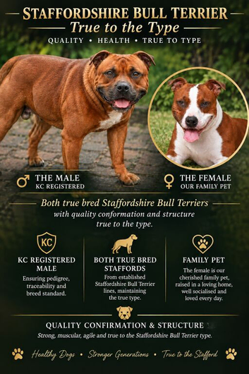 Beautiful quality red staffordshire bullterrier