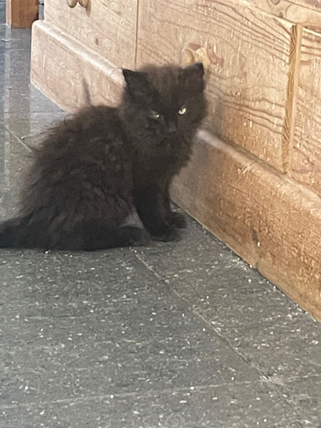 Rare Ragdoll x kittens