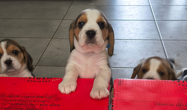 Bundles of Beagle Joy Looking for Forever Homes