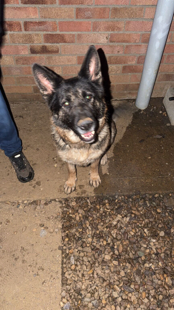 German shepherd