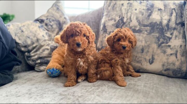 Beautiful Cavapoo Puppies &ndash; 2 Available