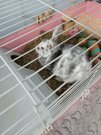 Female rabbit