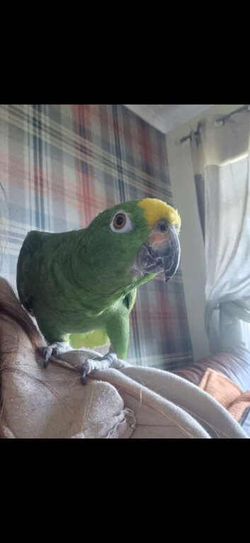Male yellow crested amazon for sale