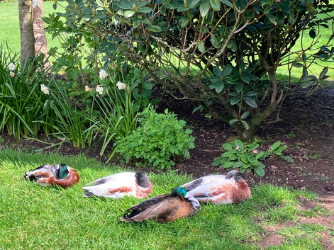 Group of male call ducks