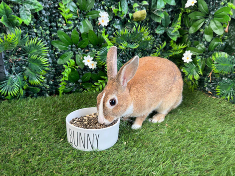 1 year old Dutch rabbit female