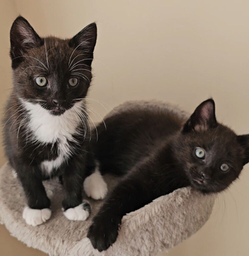 Kittens looking for a loving home