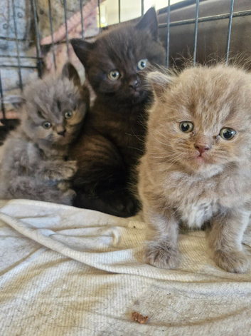 British short haired cross kittens for sale