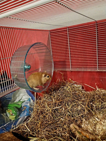 2 Male Gerbils needing a new home