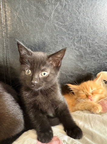 Female cat