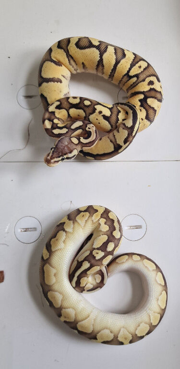 Royal pythons for sale