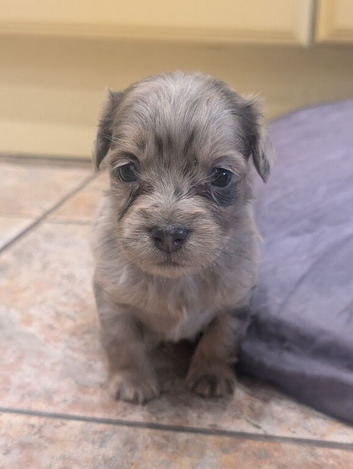Beautiful puppies available