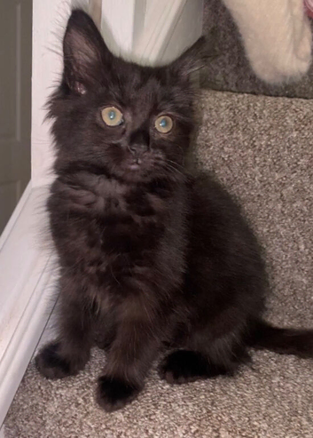 Female fluffy black kitten