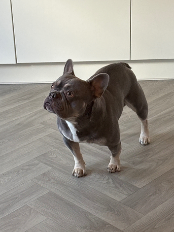 For Stud Kc registered French Bulldog