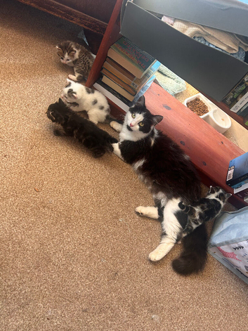 Beautiful kittens