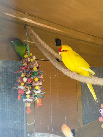 2x kakariki chicks