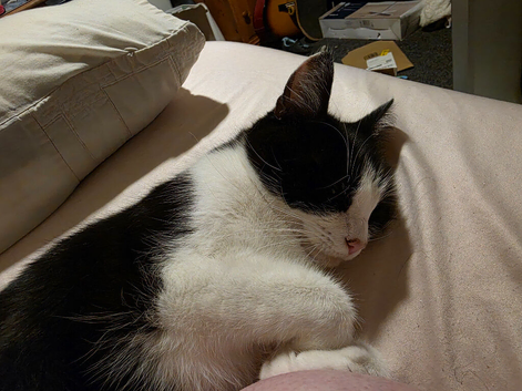 Kiki looking for her forever home