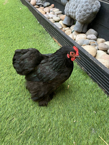 Pekin bantam hen
