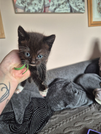 Kitten male for sale black with white feet and white chin and chest