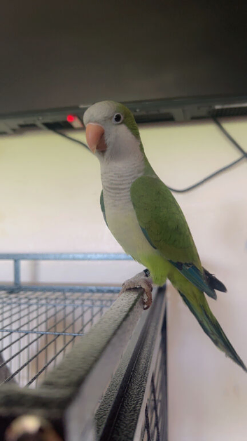 Male semi tamed Quaker
