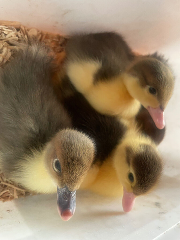 Muscovy Ducklings