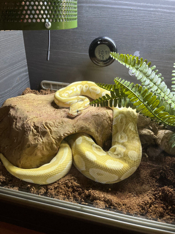 Banana lesser ball python