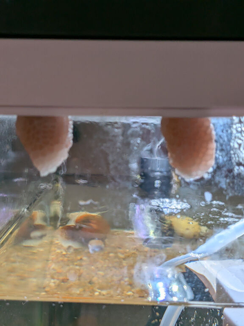Free Baby Apple snails.
