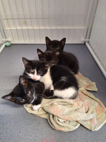 Black x tabby kittens boys and girls