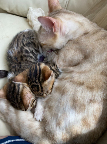 Bengal cross kittens