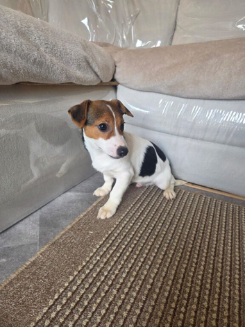 Jack russell pup