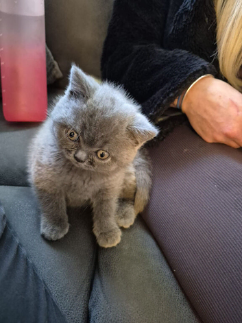 British short hair kitten 9 weeks old ready to leave