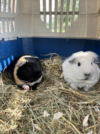 Two bonded male guinea pigs - Sven and Olaf
